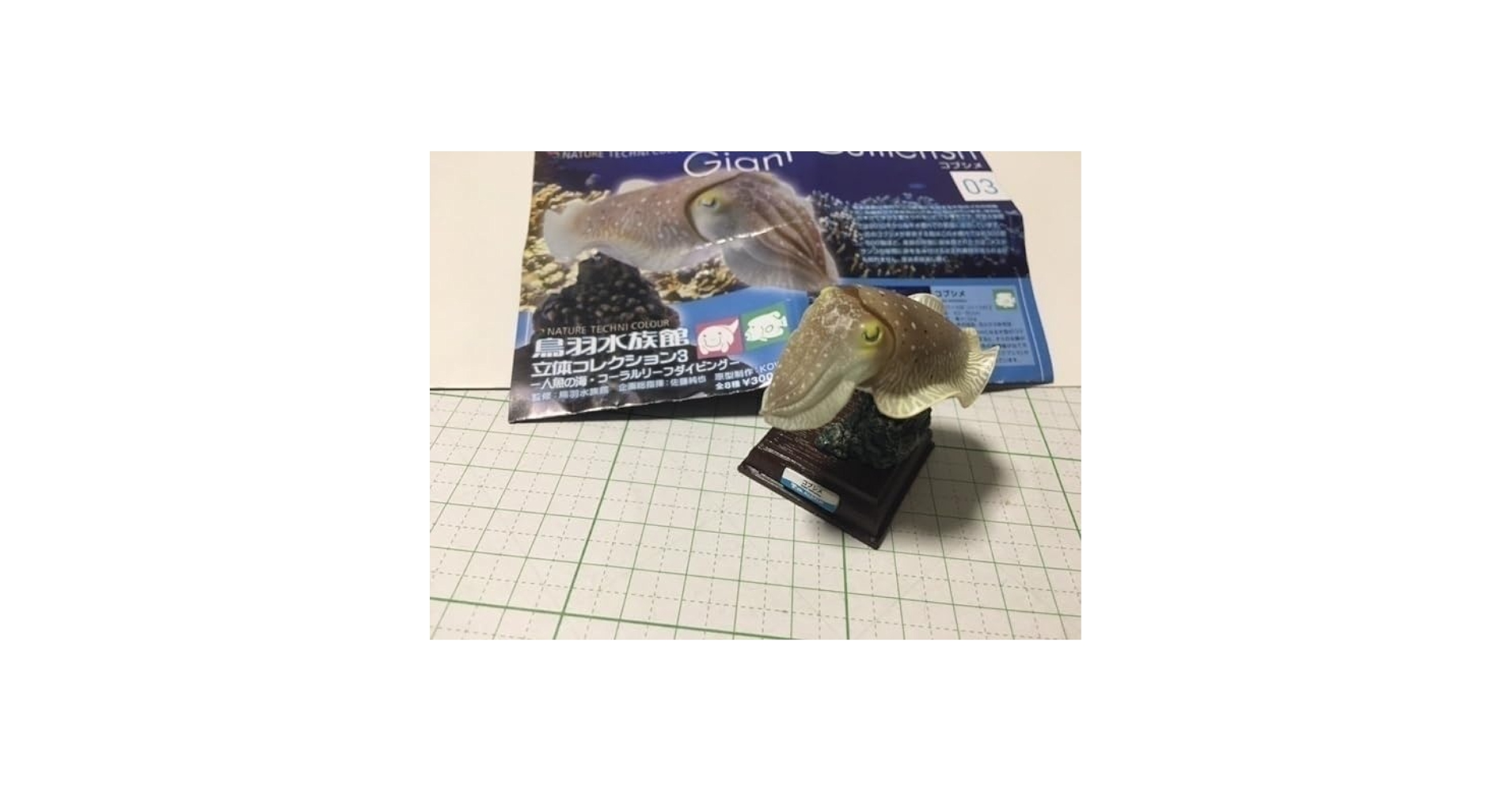 Amazon.co.jp: ネイチャーテクニカラー コブシメ 鳥羽水族館